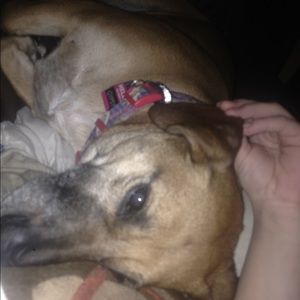 Meet your Posher, Molly